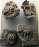 Eoharpes benignensis