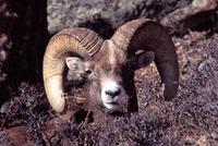 Image of: Ovis canadensis (bighorn sheep)