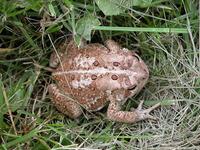 Image of: Bufo americanus (American toad)