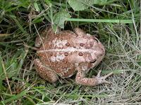 Image of: Bufo americanus (American toad)