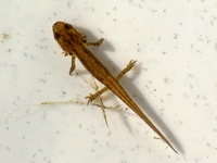 Triturus montandoni - Carpathian Newt