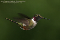 Calliphlox bryantae - Magenta-throated Woodstar