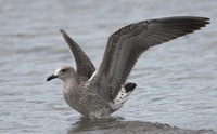 Larus cachinnans mongolicus