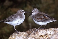 Calidris alpina - Dunlin