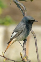 Phoenicurus ochruros - Black Redstart