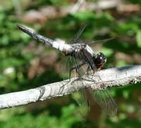 Image of: Libellula julia