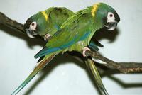 Primolius auricollis - Yellow-collared Macaw