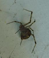 Image of: Achaearanea tepidariorum (house spider)