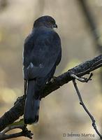 Image of: Accipiter badius (shikra)