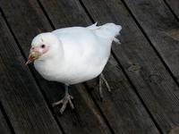 Image of: Chionis albus (snowy sheathbill)