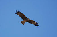Image of: Milvus migrans (black kite)