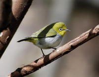 Image of: Zosterops japonicus (Japanese white-eye)