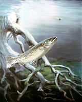 Image of: Salmo trutta (brown trout)