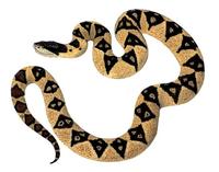 Image of: Lachesis melanocephala