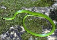 Image of: Liochlorophis vernalis (smooth green snake)