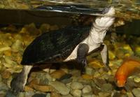 Image of: Pelomedusa subrufa (helmeted turtle)