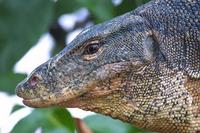 Image of: Varanus salvator (water monitor)