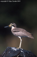 Great Thick-knee - Esacus recurvirostris