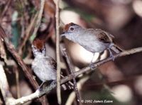 Rufous-crowned Babbler - Malacopteron magnum