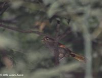 Emei Shan Liocichla - Liocichla omeiensis