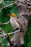 Yellow-throated Bulbul - Pycnonotus xantholaemus