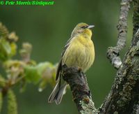 Japanese Yellow Bunting - Emberiza sulphurata