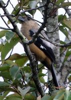 Bornean Treepie - Dendrocitta cinerascens