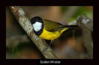 Golden Whistler