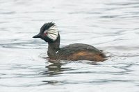 White-tufted Grebe - Rollandia rolland