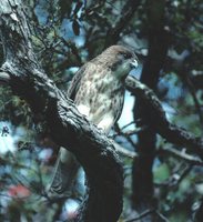 Hawaiian Hawk - Buteo solitarius