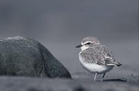 Snowy Plover (Charadrius alexandrinus) photo