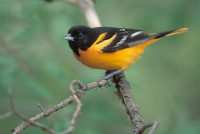 Baltimore Oriole (Icterus galbula) photo