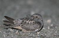 Antillean Nighthawk (Chordeiles gundlachii) photo