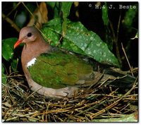 Emerald Dove - Chalcophaps indica