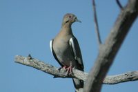 White-winged Dove - Zenaida asiatica