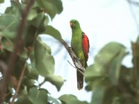 Red-winged Parrot - Aprosmictus erythropterus