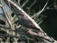 Pallid Cuckoo - Cuculus pallidus