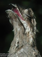 Common Potoo - Nyctibius griseus