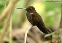 Brown Inca - Coeligena wilsoni