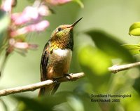 Scintillant Hummingbird - Selasphorus scintilla