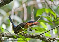 Blue-capped Kingfisher - Actenoides hombroni