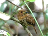 White-whiskered Puffbird - Malacoptila panamensis