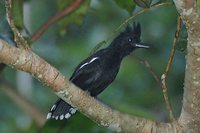 Glossy Antshrike - Sakesphorus luctuosus