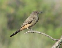 Say's Phoebe - Sayornis saya