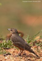 Rufous-tailed Lark - Ammomanes phoenicurus