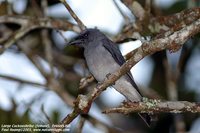 Large Cuckoo-shrike - Coracina macei