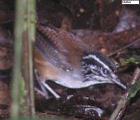 White-breasted Wood-Wren - Henicorhina leucosticta