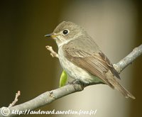 Asian Brown Flycatcher - Muscicapa dauurica