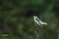 Collared Flycatcher - Ficedula albicollis