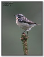 Whinchat - Saxicola rubetra